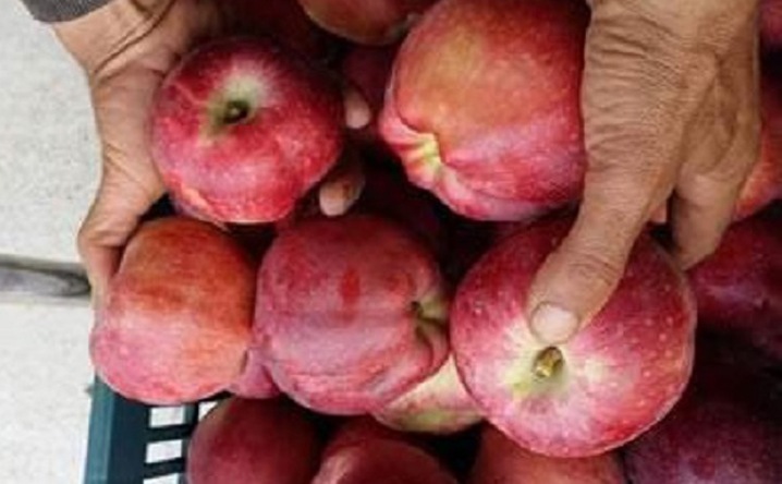 Khenchela: Une production de 1,6 million de quintaux de pommes attendue - Algérie