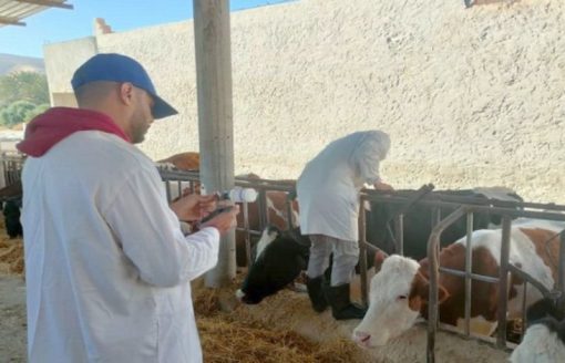 La campagne de vaccination d’urgence contre la fièvre aphteuse chez les bovins se poursuit dans la wilaya de Médéa