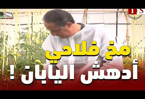 مخ جزائري في الفلاحة يحول مزرعته إلى أرخبيل في اليابان… وينتج كل الخضر والفواكه دون تربة