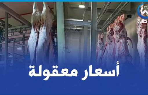 شاهد من الرويبة..بيع مباشر للحوم من المنتج إلى المستهلك بداية من 145 ألف للكيلو