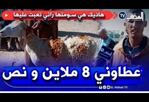 عطاوه في الكبش 8 ملاين و قالك مزال   #شاهد بائع سقسيناه بلي السعر راهو غالي #شوف كيفاه كانت إجابتو 😕