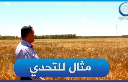 رغم الجفاف فلاح من بلدية الدوسن  يرفع التحدي بانتاج وفير من مادة القمح