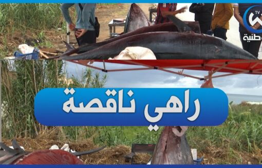 حنا مادا بينا نبيعو سمكة التونة ب 50 ألف للكيلو بصح الله غالب السلعة ناقصة