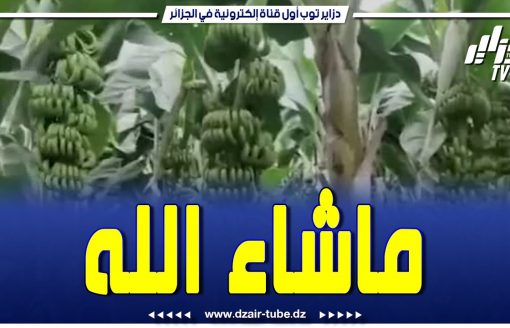 فيديو متداول 🔴🔴هل تصدق أن المشهد في الجزائر!!   نعم إنها البليدة ماشاء الله خيرات بلادي