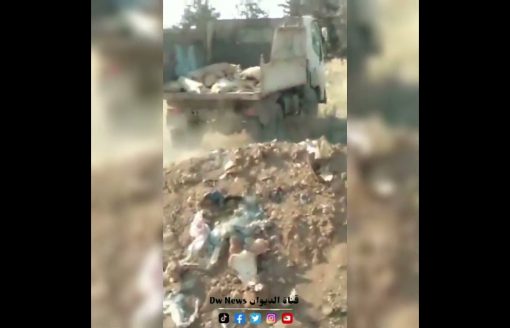 وهران | إبادة كلاب ضالة و دفنها بجانب حظيرة بلدية بئر الجير