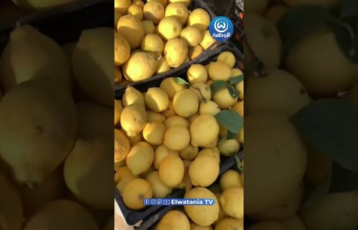 متداول..الليمون 🍋ينهار في سوق الجملة ببوفاريك
