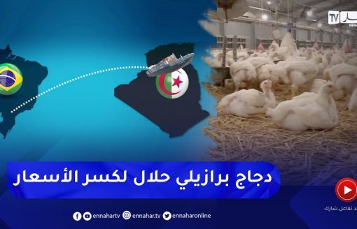 تجارة :  دجاج برازيلي حلال في الأسواق الجزائرية .. هل سيكسر الأسعار المحلية