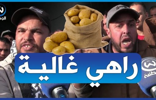 تجار الجملة من تيارت غاضبون..البطاطا رانا نشروها غالية حبيتونا نبيعوها بـ 40 دج