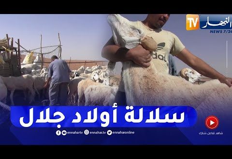 كباش أولاد جلال.. من أحسن السلالات في العالم تنفرد بها الجزائر