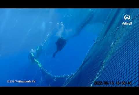 شاهد عملية صيد التونة الحمراء وإدخالها الأقفاص العائمة في الجزائر