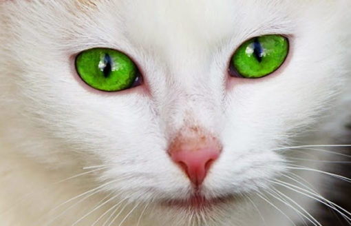 شاهد 24 صورة لأجمل عيون الحيوانات … سبحان الله