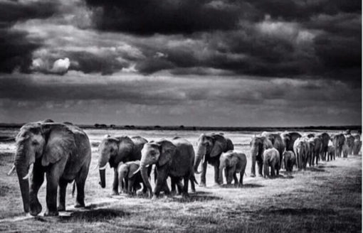 15 صورة في غاية الروعة للحياة البرية في افريقيا