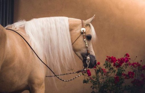 15صورة لأجمل الخيول العربية الأصيلة