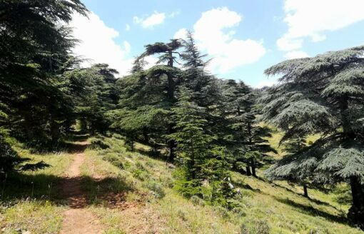 إكتشف الحظيرة الوطنية بلزمة… من أروع الحدائق العملاقة التي تنعم بها الجزائر