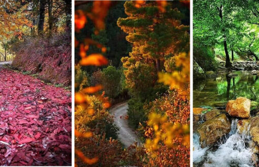 من أجمل ما قد تراه في قارة الجزائر… إكتشف غابة تيزغبان “الملونة” بـ 19 صورة