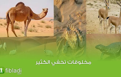 حيوانات نادرة لن تراها الا في الصحراء الجزائرية
