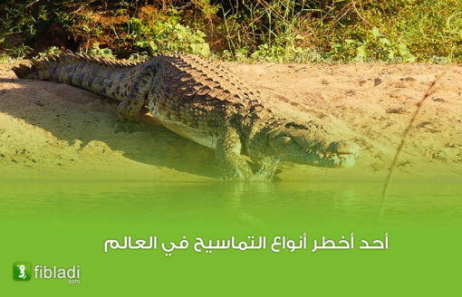 شاهد تمساح النيل في الجزائر .. يمكن أن يصل طوله إلى 5 أمتار